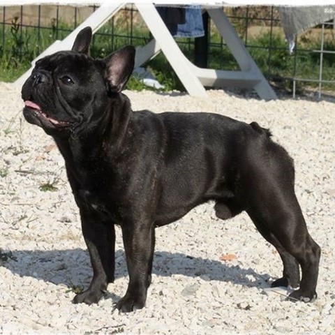 allevamento bulldog francese bologna