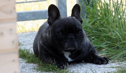 allevamento bulldog francese