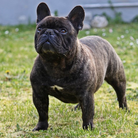 Allevamento Bulldog Francese