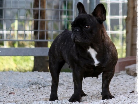 allevamento bouledogue francese